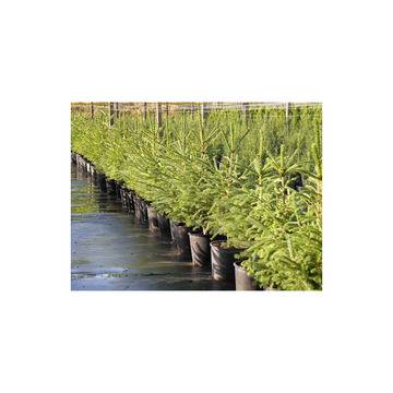 легенди предания митове – Цветя и градина – всичко за цветята и градината