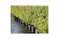 легенди предания митове – Цветя и градина – всичко за цветята и градината