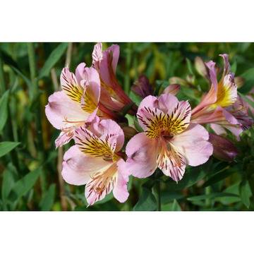 Alstroemeria Алстромериа
