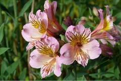 Alstroemeria Алстромериа