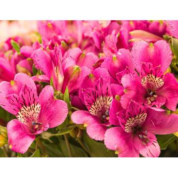 Alstroemeria pink Алстромериа