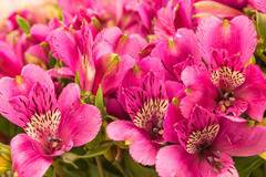 Alstroemeria pink Алстромериа
