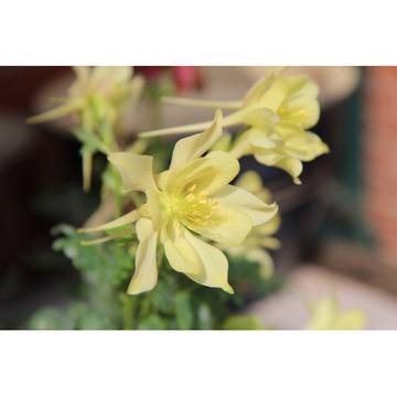 Aquilegia Yellow Кандилка жълта