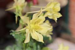 Aquilegia Yellow Кандилка жълта