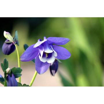Aquilegia Blue Кандилка синя