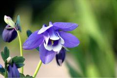 Aquilegia Blue Кандилка синя