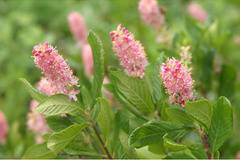CLETHRA (Клетра)
