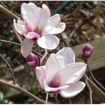 Магнолия Александрина Magnolia Alexandrina