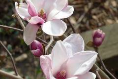 Магнолия Александрина Magnolia Alexandrina