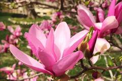 Магнолия Бети Magnolia Betty