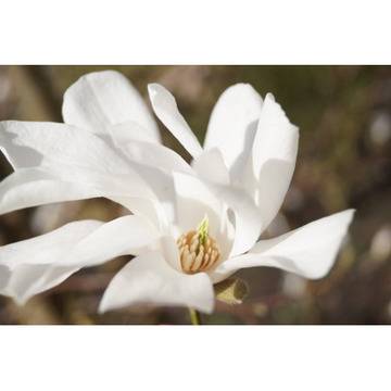 Магнолия Мерил Magnolia ‘Merrill’