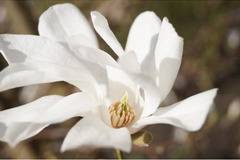 Магнолия Мерил Magnolia ‘Merrill’
