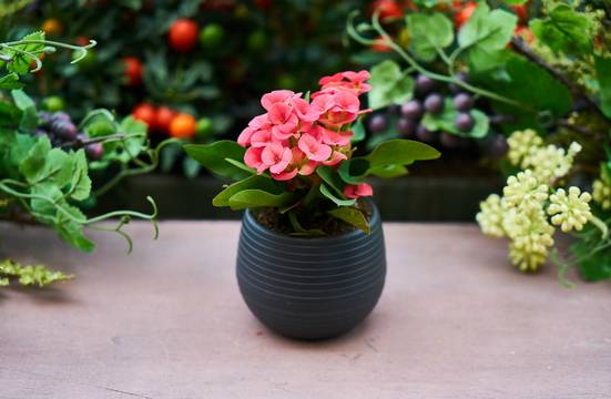 Удачно ли е да изберем саксийни цветя за подарък и как да подходим в избора си?