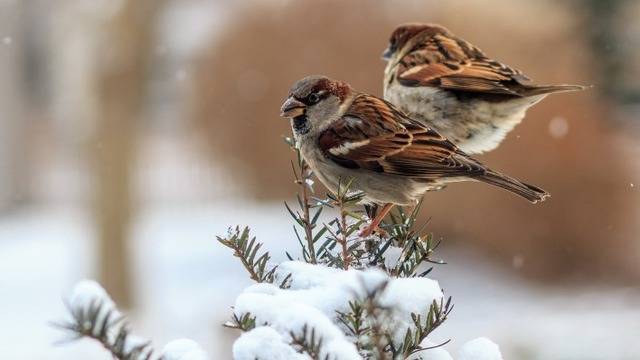 Дневен хороскоп за 19 януари 2022г. – Хороскопи за всяка зодия – народна медицина, здраве, астрология, съдби, секс и зодии