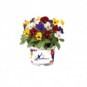 Виола Viola MixMasters Rio