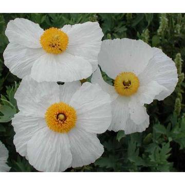 ROMNEYA Ромнея