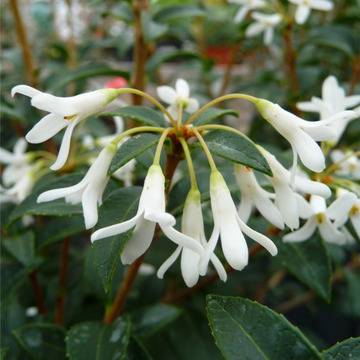 OSMANTHUS Османтус