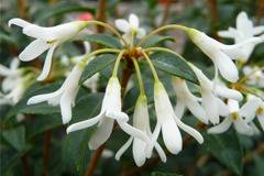 OSMANTHUS Османтус