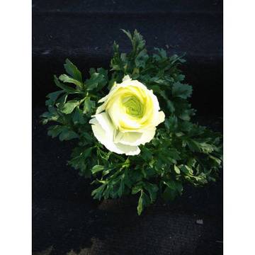 цветя лютиче ранункулус двор градина балконски разноцветни