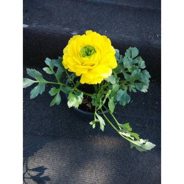 цветя градински ранункулус балконски лютиче