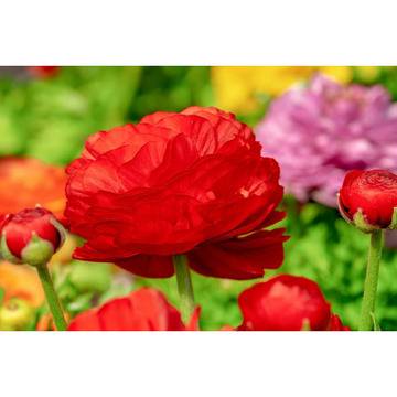 Ranunculus Ранункулус, Лютиче