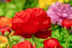 Ranunculus Ранункулус, Лютиче