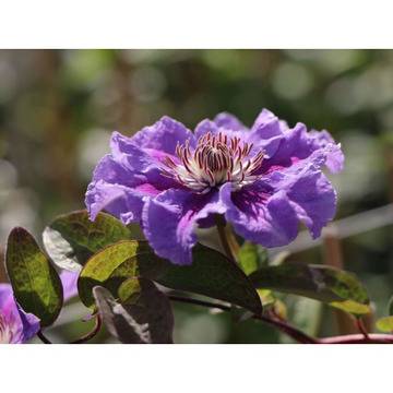 Клематис (Clematis Ashva)