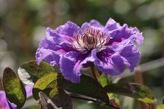 Клематис (Clematis Ashva)