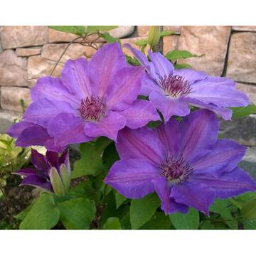Клематис (Clematis Baltyk)