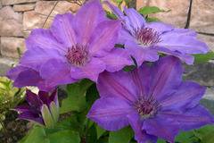 Клематис (Clematis Baltyk)