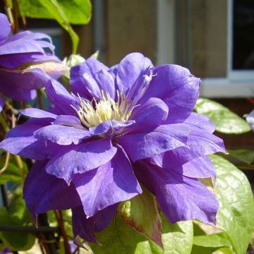 Клематис (Clematis Beauty of Worcester)