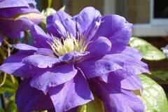 Клематис (Clematis Beauty of Worcester)
