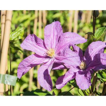 Клематис (Clematis Danuta)