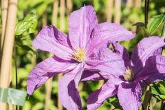 Клематис (Clematis Danuta)