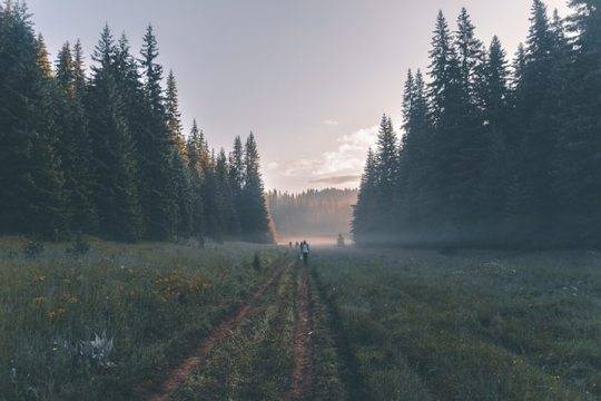 Лековитите места в Родопите