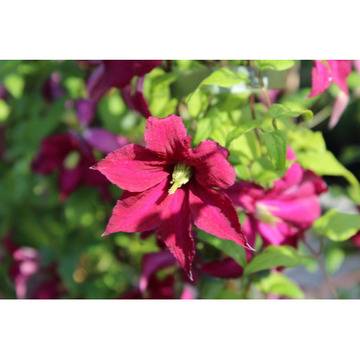 Клематис (Clematis Madam Julia Correvon)