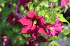 Клематис (Clematis Madam Julia Correvon)