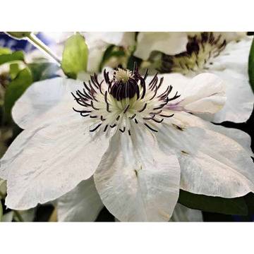 Клематис (Clematis Maria Kaczynska)