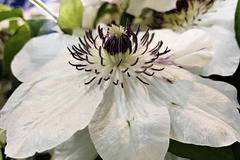 Клематис (Clematis Maria Kaczynska)