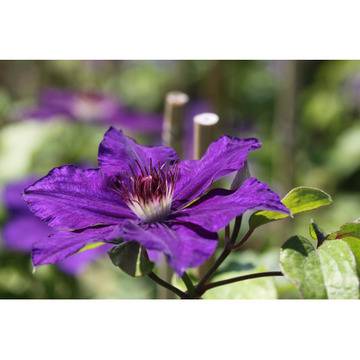 Клематис (Clematis Moniuszko)