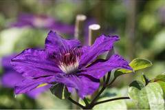 Клематис (Clematis Moniuszko)
