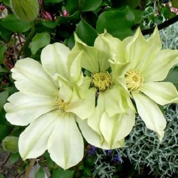 Клематис (Clematis Moonlight)