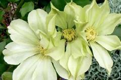 Клематис (Clematis Moonlight)