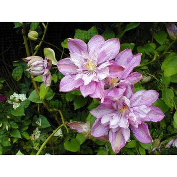 Клематис (Clematis Proteus)