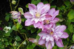 Клематис (Clematis Proteus)