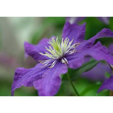 Клематис (Clematis Rhapsody)