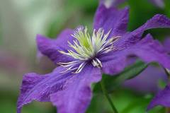 Клематис (Clematis Rhapsody)