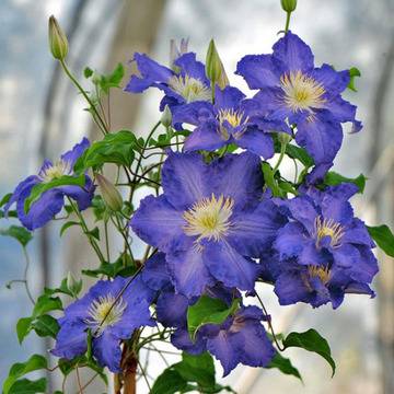 Клематис (Clematis Stefan Franczak)