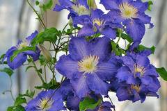 Клематис (Clematis Stefan Franczak)