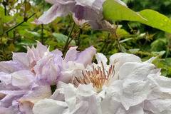 Клематис (Clematis Veronicas Choice)